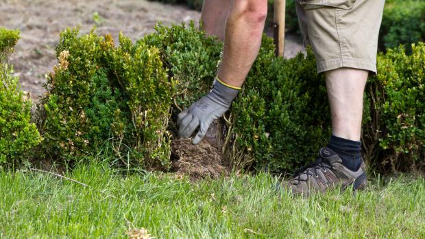 Neuen Buchsbaum in die Hecke setzen