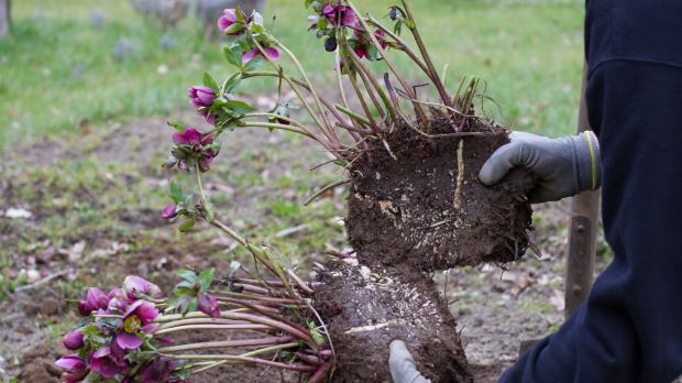 Lenzrosen teilen und verjüngen Garten diybook.at