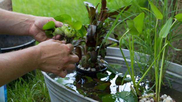Der Balkonteich Miniteich im Kübel anlegen Anleitung diybook.at