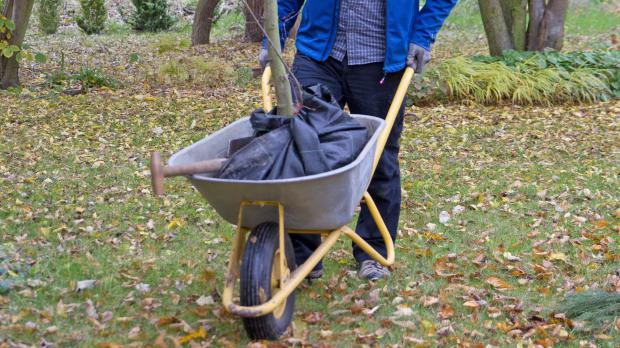 Baum an neuen Standort transportieren