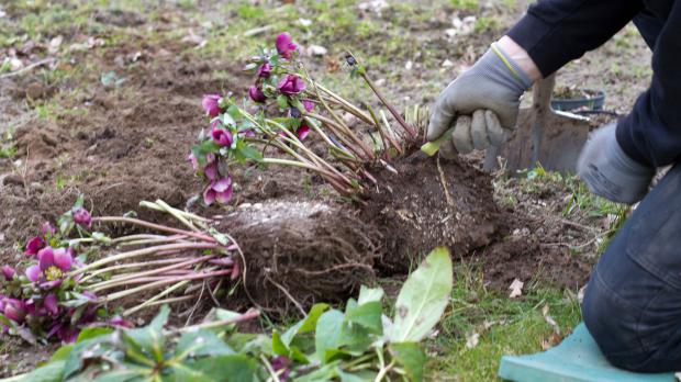 Lenzrosen teilen und verjüngen Garten diybook.at