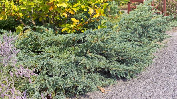 Die 10 schönsten Nadelgehölze für den Garten Garten diybook.at