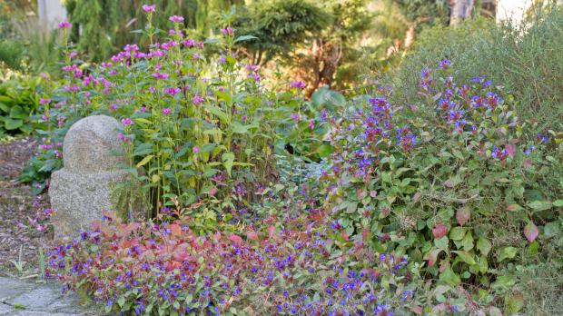 Der Schattengarten Buntes Leben im Zwielicht Garten diybook.at