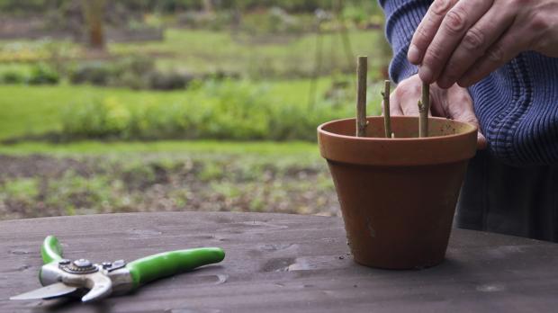 Johannisbeeren vermehren - Die Steckholzvermehrung - Tipps & Tricks vom Gärtner | Garten und ...