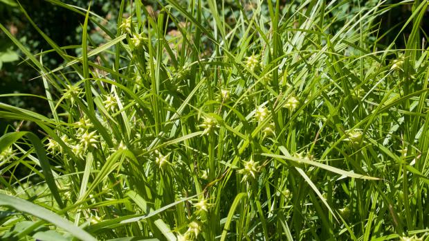 Die 10 imposantesten Gräser im Garten - Garten @ diybook.at
