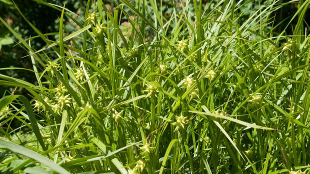 Gräser Für Gartengestaltung, die 10 imposantesten gräser im garten - garten @ diybook.at, Design ideen