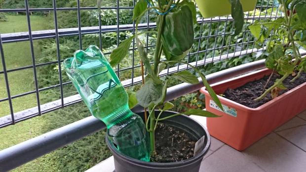 Blumen Gießen Im Urlaub So Einfach Ist Es Wirklich Anleitung Bewässerungssystem Alá Diy Im Blumentopf
