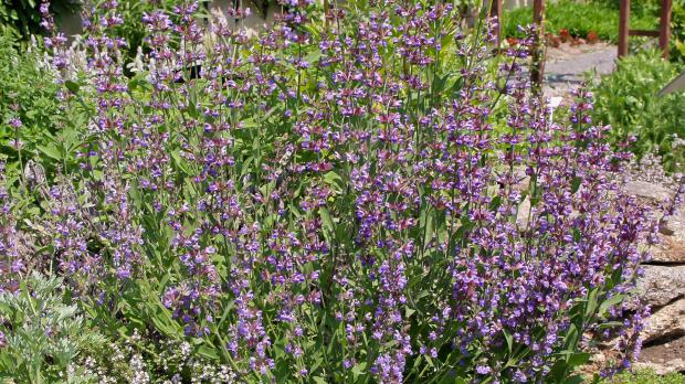 Küchenkräuter – Diese 16 Kräuter dürfen in keiner Küche fehlen