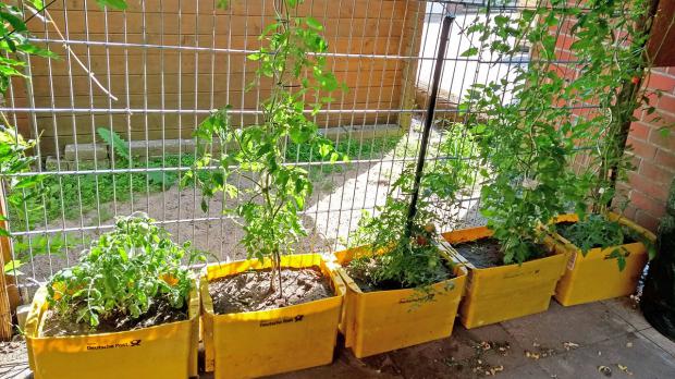 Tomatenpflanzen ranken zum Sichtschutz heran