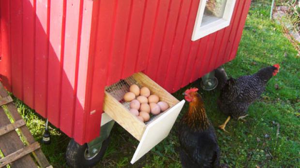 Eierschublade im mobilen Hühnerhaus