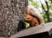 Eichhörnchen futtert auf Dach eines Vogelhauses