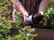 Blumenkasten bepflanzen: Pflanzen im Blumenkasten ausrichten