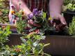 Blumenkästen bepflanzen Blumenkästen bepflanzen