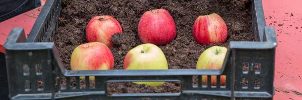 Apfel Richtig Lagern Garten Diybook At