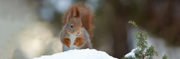 Eichhörnchen sucht im Schnee Verstecke