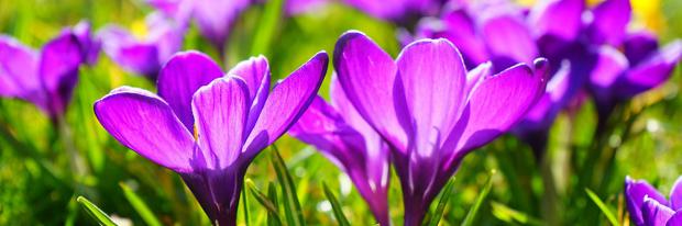 Blühender Krokus im Frühjahr | Hans @ pixabay.com