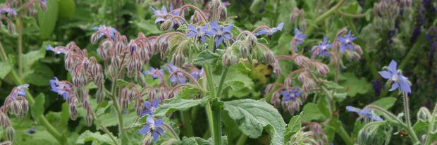 Gurkenkraut während der Blüte