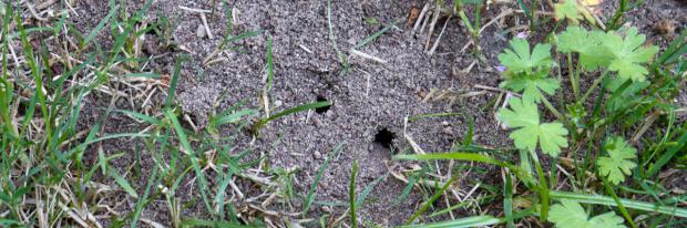 Ameisenbau im Garten