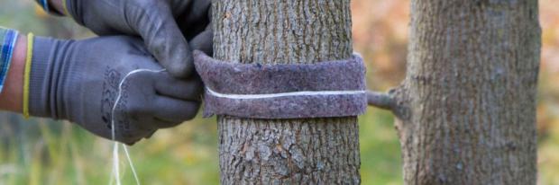 Selbstgemachten Verbissschutz auf Baum binden