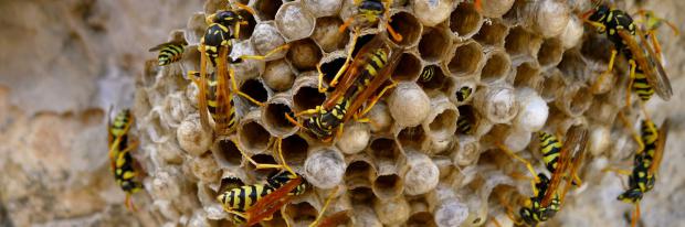 Wespen bauen ein Nest