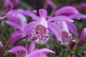 Die 10 schönsten Gartenorchideen
