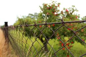 Zankapfel: Die lieben Nachbarn und die Grenzbepflanzung