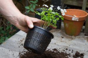 Rautenanemone pflanzen – Der richtige Umgang mit Pflanzenraritäten