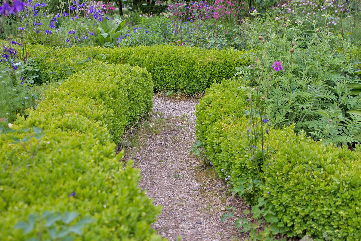 10 optimale Heckenpflanzen für den Garten - Garten @ diybook.at 10 optimale Heckenpflanzen für den Garten - Garten @ diybook.at