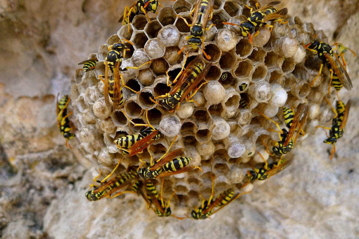 Wie Sieht Ein Bienennest Aus Wayneegade