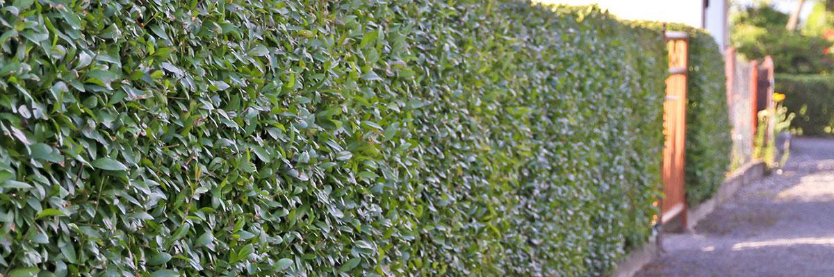 Sichtschutz im Garten: So wird das Grundstück zur Privatsphäre ... Sichtschutz im Garten: So wird das Grundstück zur Privatsphäre ...