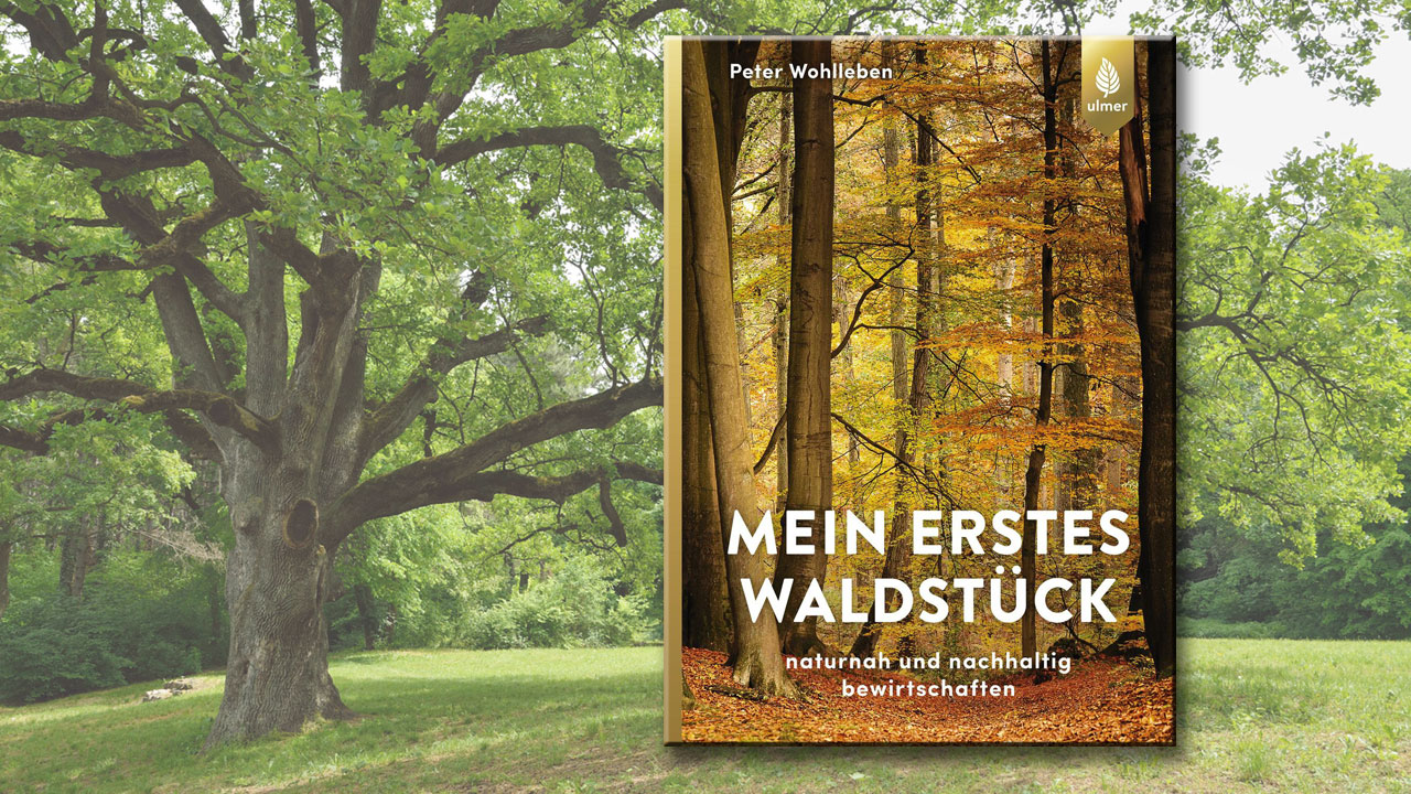Buchtipp „Mein erstes Waldstück“ Einmal mehr Natur riskieren in